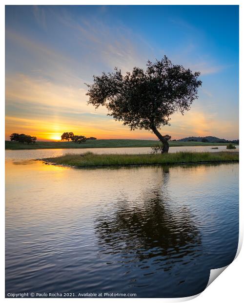 Tree surrounded by water in a lake at sunset Print by Paulo Rocha
