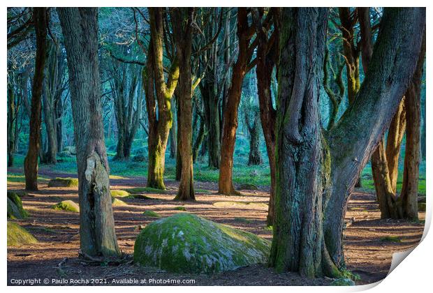 Woodland scenery in Sintra mountain forest, Portugal Print by Paulo Rocha