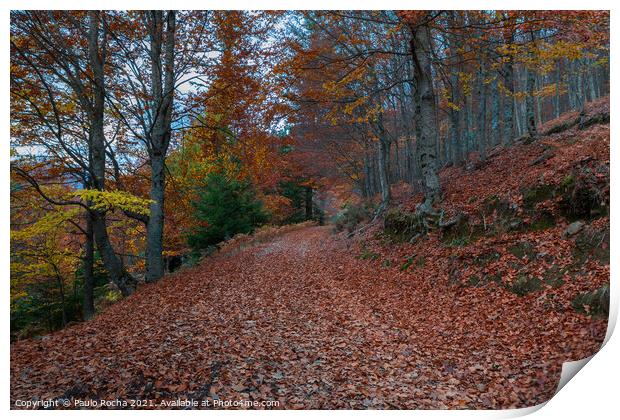 Beautiful autumn forest path Print by Paulo Rocha