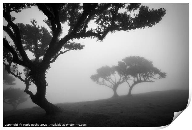 Misty landscape with Til trees in Fanal, Madeira i Print by Paulo Rocha