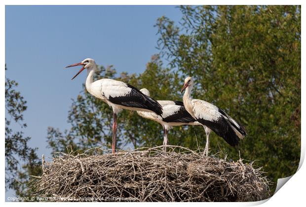 White storks on the nest Print by Paulo Rocha