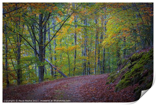 Beautiful autumn forest landscape in Manteigas, Portugal Print by Paulo Rocha