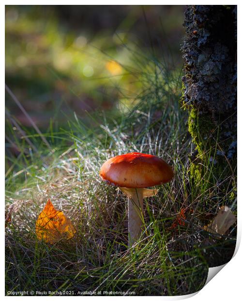 Red mushroom in green forest Print by Paulo Rocha