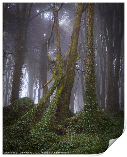 Foggy forest with fallen tree Print by Paulo Rocha