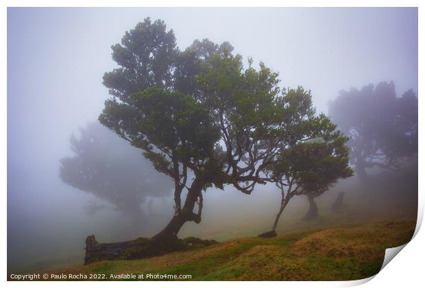 Misty landscape with Til trees in Fanal, Madeira island, Portugal. Print by Paulo Rocha