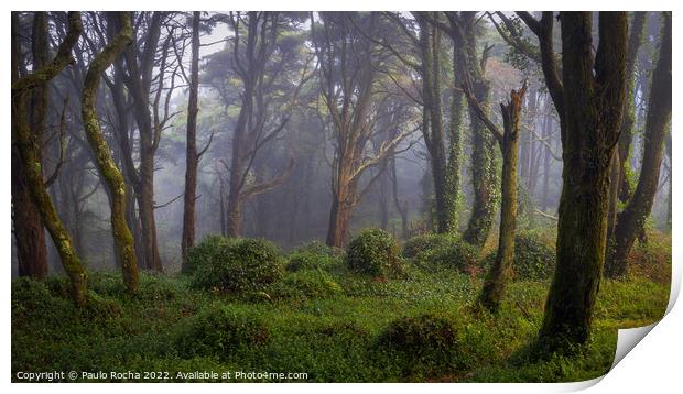 Forest scenery with fog Print by Paulo Rocha