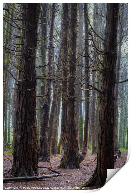 A woodland scene with fog Print by Paulo Rocha