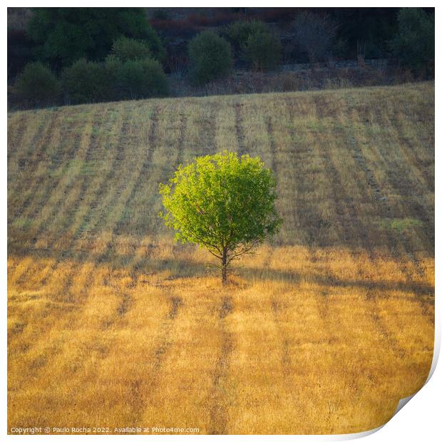 Lonely tree in a meedow at sunrise Print by Paulo Rocha