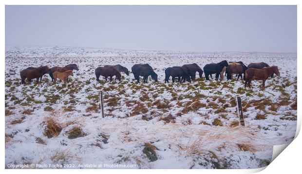Horses in Iceland, cold snow and wind Print by Paulo Rocha