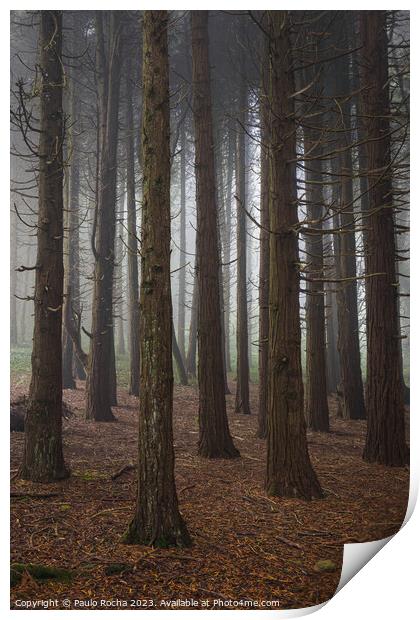 Forest with fog in Sintra Print by Paulo Rocha