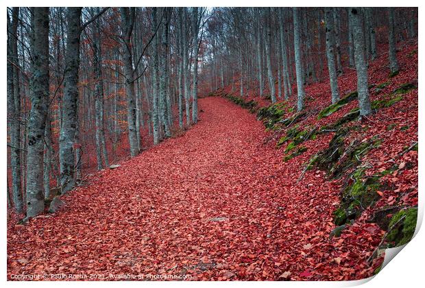 Autumn forest path with beech trees Print by Paulo Rocha