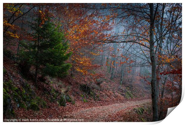 Beautiful autumn forest path Print by Paulo Rocha