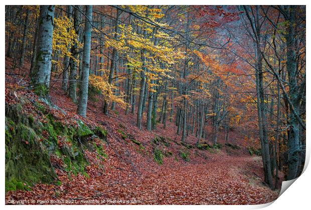 Beautiful autumn forest path Print by Paulo Rocha