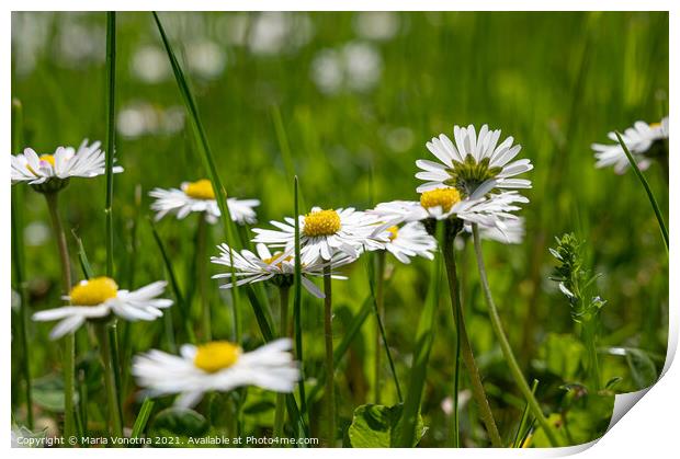 Small white daisies in grass Print by Maria Vonotna