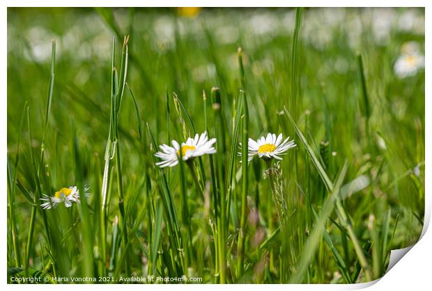 Small white daisies in grass Print by Maria Vonotna