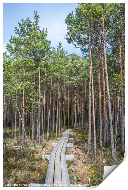Wooden trail in forest Print by Maria Vonotna