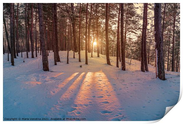 Sunset in winter snowy forest Print by Maria Vonotna