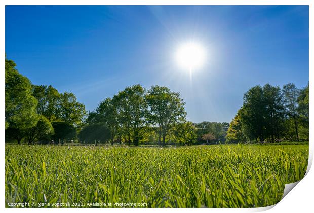Green grass in park during sunny day Print by Maria Vonotna