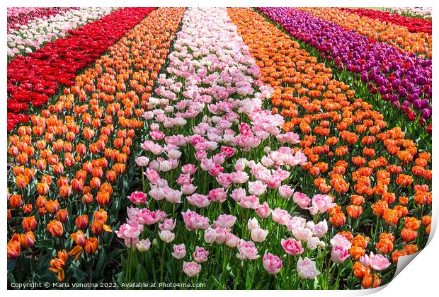 Colorful tulips field Print by Maria Vonotna