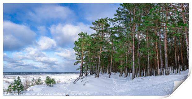 Snowy sea coast with pine forest in winter Print by Maria Vonotna