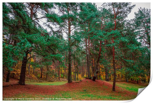 Mixed forest with coniferous and deciduous trees i Print by Maria Vonotna