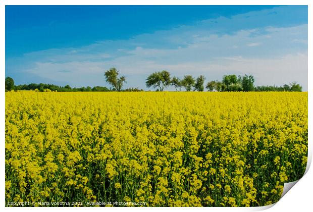 Field with yellow flowers and blue sky in Latvia Print by Maria Vonotna
