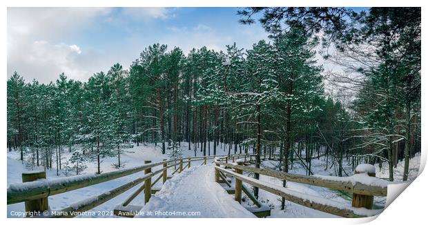 Wooden path among snowy pine trees forest Print by Maria Vonotna