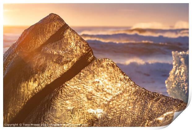 Golden Fin Print by Tony Prower