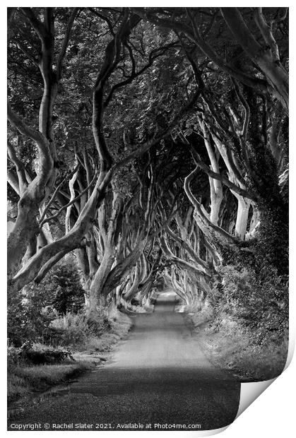 Tree lined avenue  Print by Rachel Harris