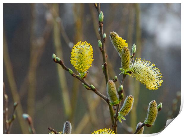 Enjoying early spring Print by Juergen Hess