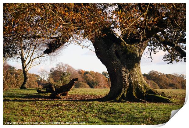 Autumn Oak tree in New Forest Print by Sandra Day