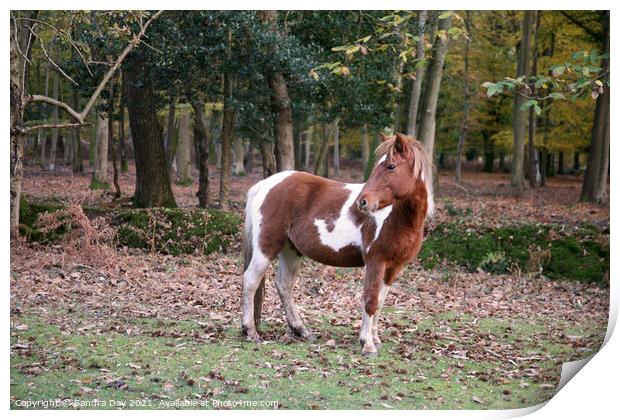  Horse in the New Forest  Print by Sandra Day