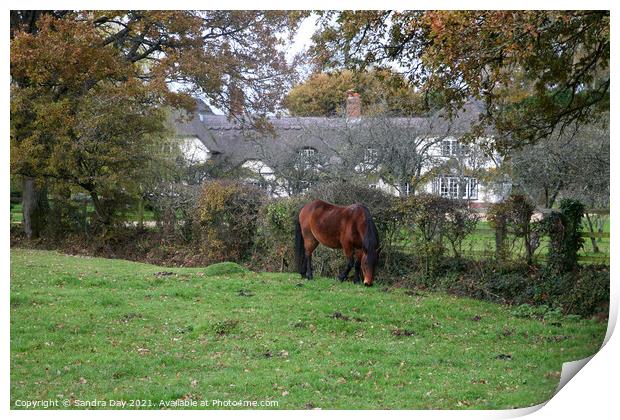 Horse and Thatch. New Forest.  Print by Sandra Day