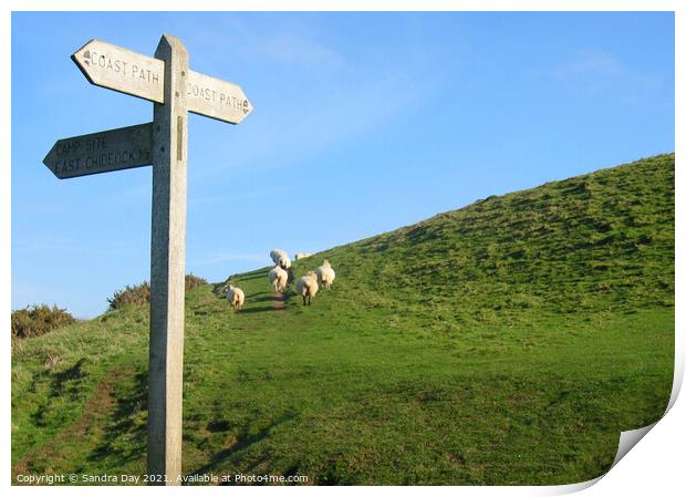 Dorset walk with sheep Print by Sandra Day