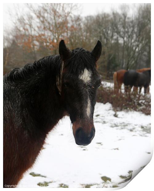  Horse wet in the snow Print by Sandra Day