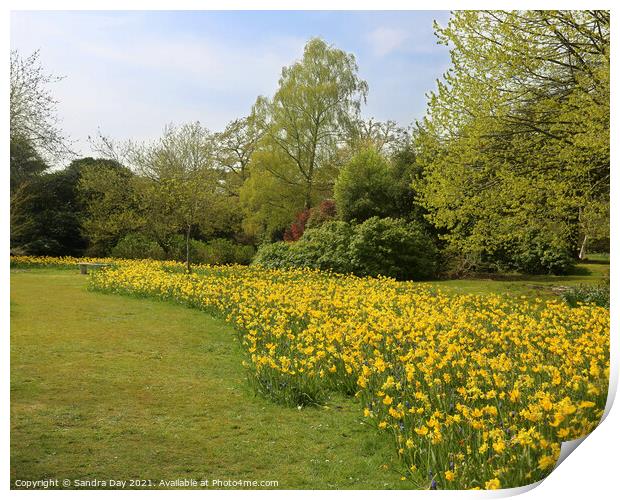 Daffodils at Exbury gardens Print by Sandra Day