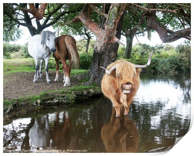 Cow in pond Print by Sandra Day