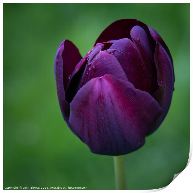 Wet Early Morning on a solitary Tulip Print by johnseanphotography 