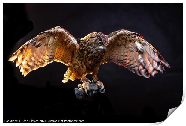Birds of Prey - Euarasian Eagle Owl Print by johnseanphotography 