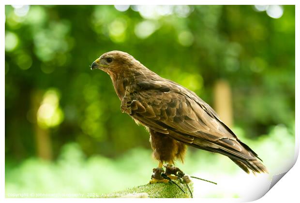 A Hawk from the Birds of Prey at Willows Print by johnseanphotography 