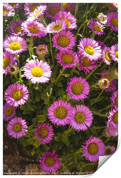Michaelmas Daisies or Asters, growing freely in a wall along the roadside in Sidmouth, Devon Print by johnseanphotography 