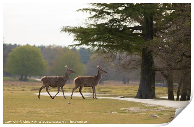 Deers in Parkland Print by Chris Haynes