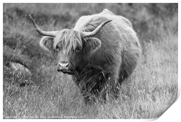 A Highland cow standing on top of a dry grass fiel Print by Chris Haynes