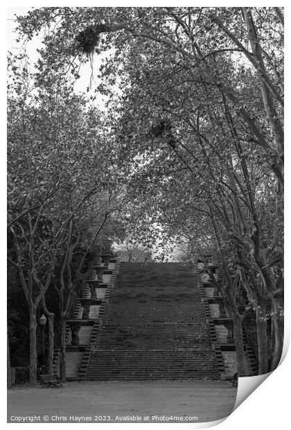Tree lined steps Print by Chris Haynes