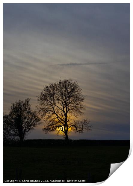 Silhouette of a tree in the sunset Print by Chris Haynes