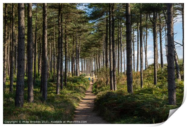 Newborough Forest Print by Philip Brookes