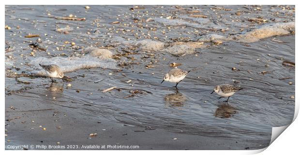 Sanderling chasing the tide Print by Philip Brookes