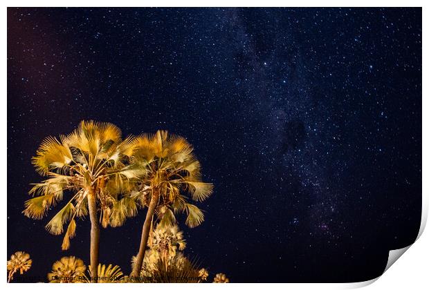 Palm Tree and Night Sky with Palms Print by Dietmar Rauscher