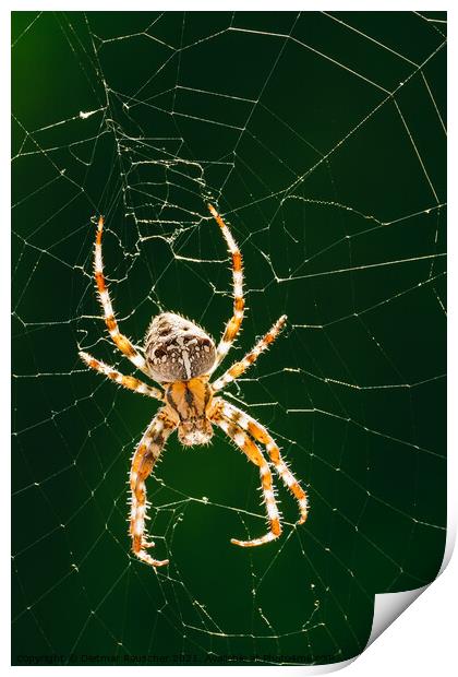 European Garden Spider or Diadem Spider in its Web Close Up Print by Dietmar Rauscher