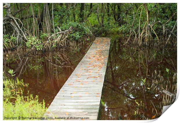 Boardwalk over a Pond in the Everglades, Florida Print by Dietmar Rauscher